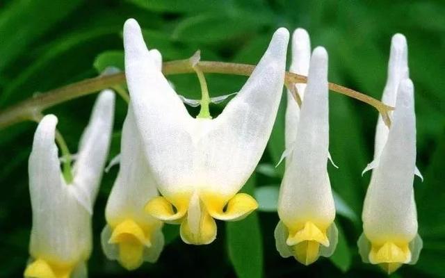 ▼花界的孔雀王子,位于南美洲▼多肉植物与丁香花的结合体▼从仙人掌