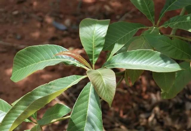 国家一级保护植物的名单，国家一级保护植物简介（植物世界丨国家一级重点保护野生植物名录）