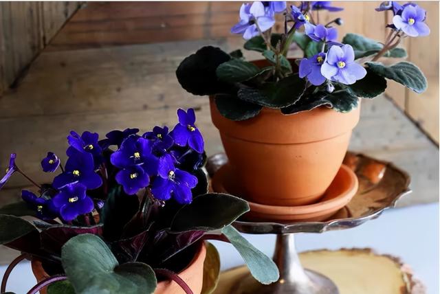 适合家里养的32种花，家里养什么花好（”家居盆花100种）