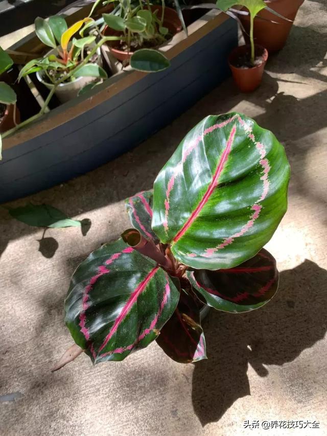 辨别花店中的常见的观赏竹芋，辨别花店中的常见的观赏竹芋有哪些（比孔雀竹芋还好看的观赏竹芋品种）