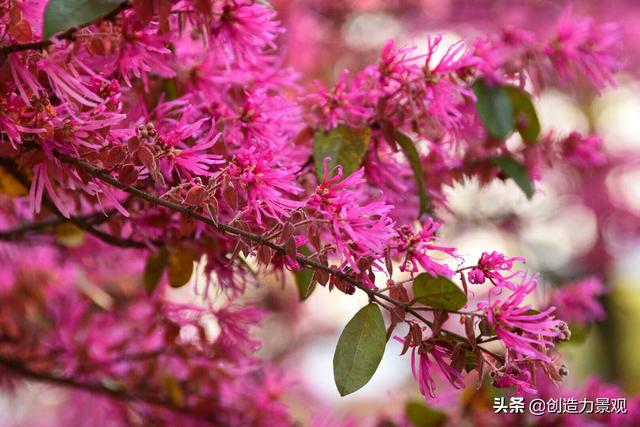 常绿灌木有哪些，这21种你见过吗，常绿灌木有哪些（10种常见的常绿灌木你都知道吗）