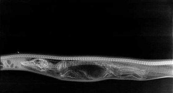 什么动物吃鳄鱼，什么动物吃鳄鱼尾巴（4米长蟒蛇吞食2米长鳄鱼）