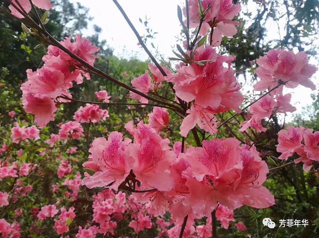 杜鹃花是映山红吗，杜鹃是映山红吗（杜鹃花和杜鹃鸟什么关系）