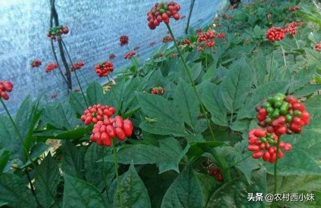 人参种子怎么种植，人参怎么种植方法（人参种子要怎么催芽）