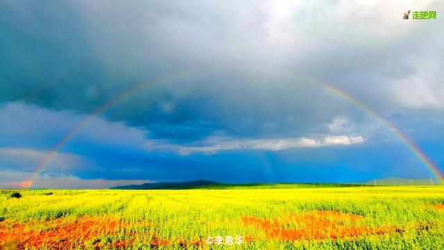 油菜花开的季节，适合家庭室内养的花与绿植（2019年全国油菜花开放时间表）