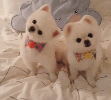 女生为什么不能养博美，博美和人一起睡的危害（我劝你不要养“博美犬”）