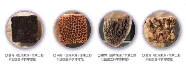 牛有多少个胃，藏文科普 ， 牛有四个胃（牛有多少个胃 分别用来干什么）