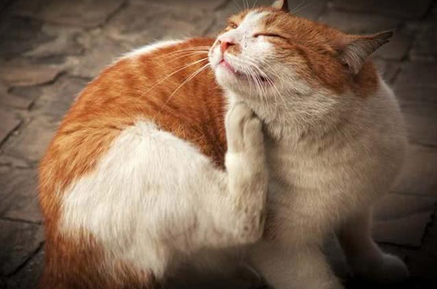 猫跳蚤怎么去除，猫跳蚤怎么去除最有效（猫咪去跳蚤的“偏方”）