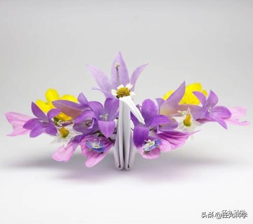 如何做一个千纸鹤，怎样才能做千纸鹤（一千天叠出1000种纸鹤）