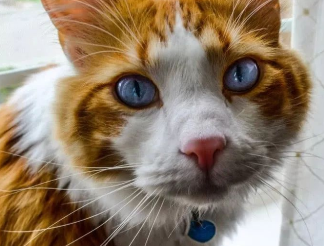 小猫的特点，猫有这几个特点（小猫的特点30字）