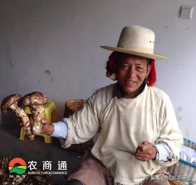 松茸跟松茸菇区别图，到底谁是真松茸