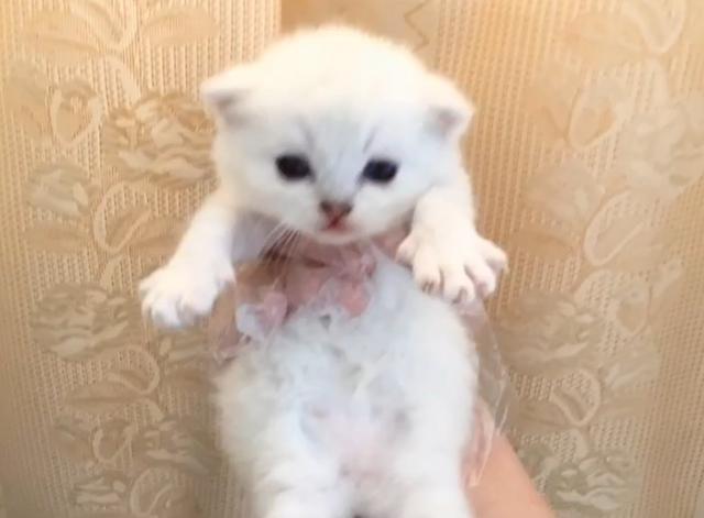 猫一窝能生几只，猫一年生几窝（猫咪生了5只小猫）