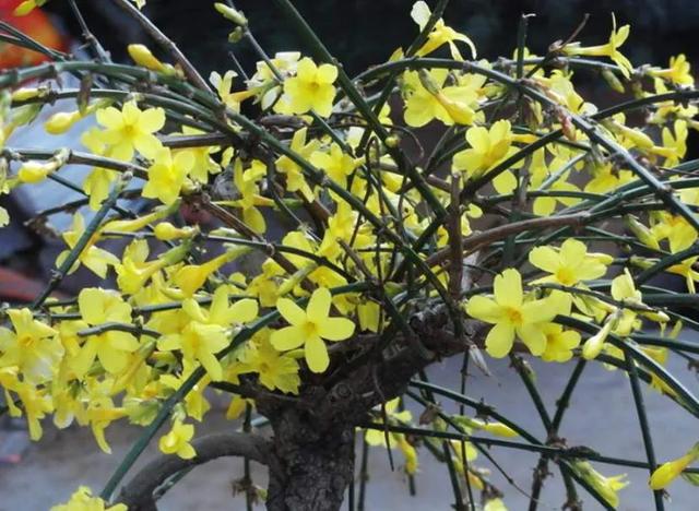 迎春花的特点,迎春花的栽植(九寨迎春花的特点)