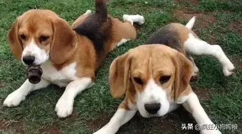 哈士奇智商排名，哈士奇智商在狗界排名多少位（前十和倒数前十）