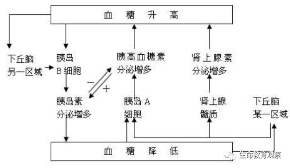 内环境的组成成分，内环境的组成成分含义（高三一轮复习必修三细节梳理和重点题型）
