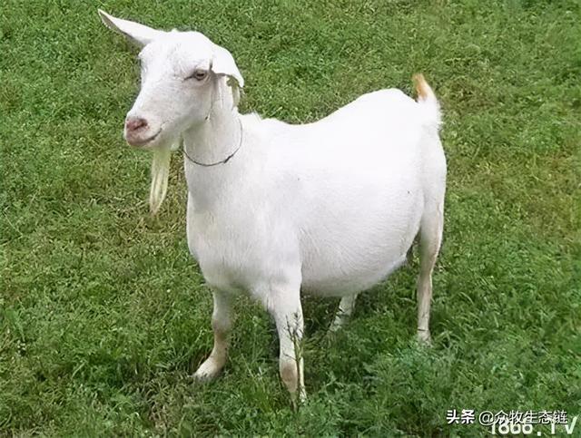 大同特产，世界上最好的羊，看看都在哪（大同特产有什么可以送礼的）