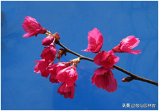 中国樱花有几个品种，中国樱花树品种（这81种樱花）