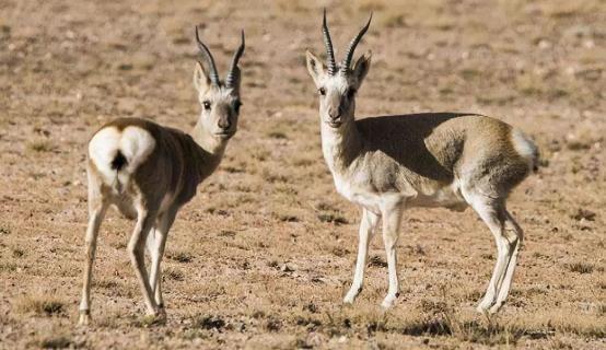 哺乳动物有哪些，世界上哺乳类动物有哪些（哺乳类动物和图片）