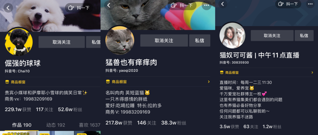 宠物婚介也很暴利，能赚多少你说了算，宠物婚介的主要特征（从官园到闲鱼的“它相亲”蓬勃发展的细分市场）