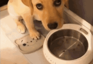 狗狗吐了是怎么回事，狗狗吐了不吃东西怎么办（并不一定是吃多了）