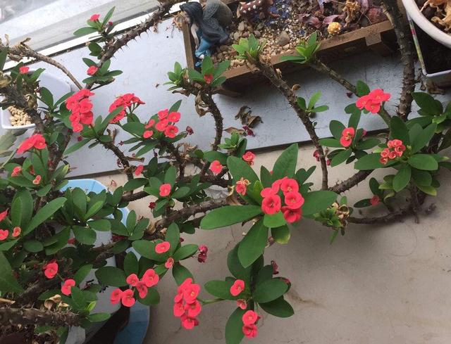 铁海棠花怎么养 铁海棠花的养殖技巧，铁海棠花怎么养（一年四季开花不断）