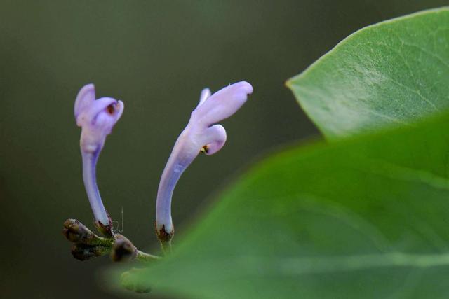 营口市花是什么花，营口花开时间表（辽宁营口大石桥：紫韵丁香）