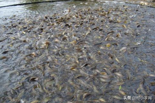 正宗无土泥鳅养殖方法，村小农网教你无土养出好泥鳅