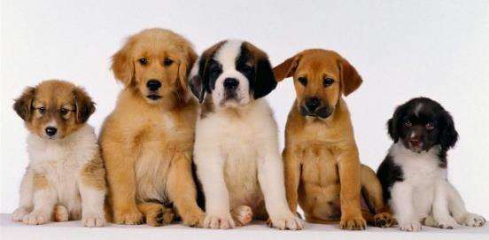 哺乳动物有哪些，世界上哺乳类动物有哪些（哺乳类动物和图片）