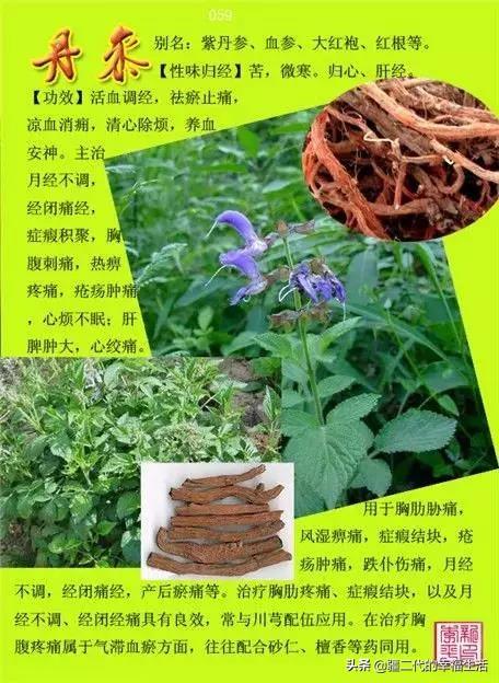 常见中草药图谱，中草药经典图谱（让你知道常用药都长啥样）