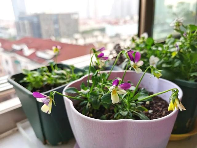 三色堇什么时候开花，三色堇在什么季节开花（这样栽培三色堇才能“情深色浓意绵长”）