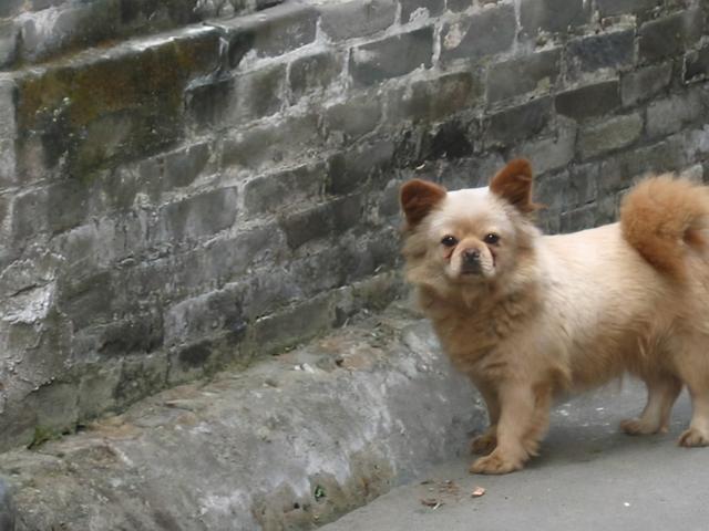 广东佛山瓷砖价格，广东佛山瓷砖价格多少钱（寻访古村落之旅：2005）