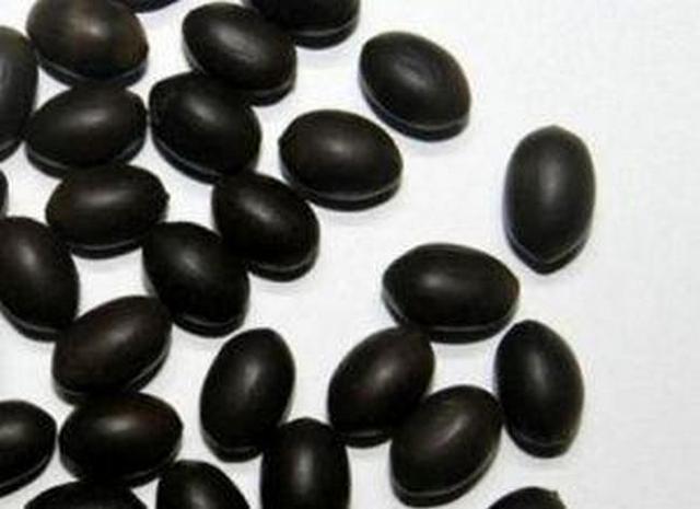 巨型猪笼草的简介，巨型猪笼草的简介和特点（世界上即神秘有神奇的植物）