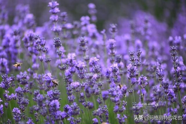 薰衣草如何过冬，薰衣草怎样过冬（西餐料理中常见的几种香草）