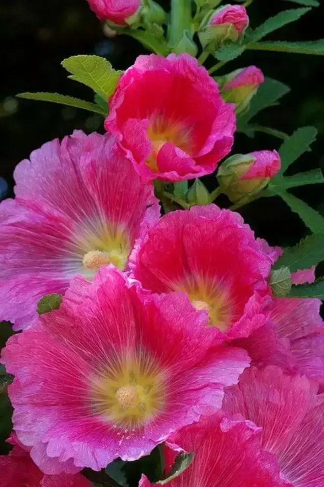 各种花开放的时间（100种常见花的花开时间附图）