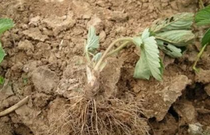 土壤改良剂有哪些，土壤改良剂主要成分（快用土壤改良剂---松土精）