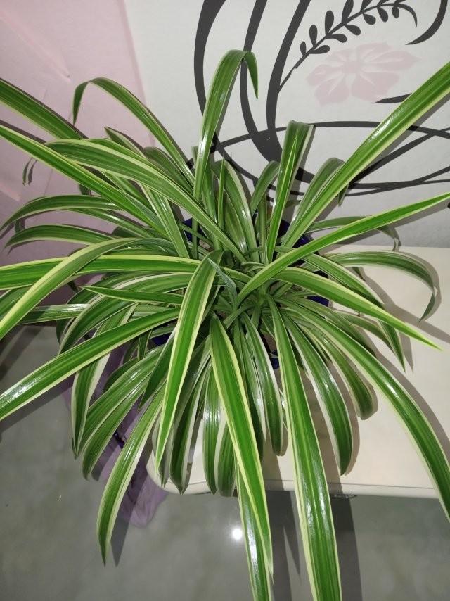 青叶吊兰的养殖方法和注意事项，青叶吊兰什么时候栽培呢（吊兰经常开花的几个技巧）