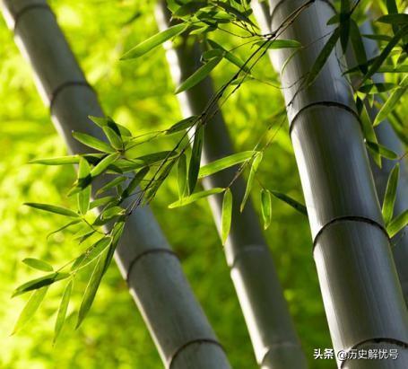 清高是骂人的意思吗，清高是什么意思（最文艺的词汇却构成最狠的话）