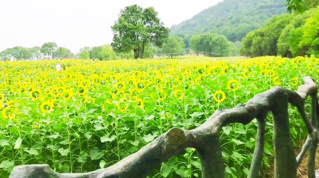 武汉森林公园在哪里，武汉森林公园地址查询（十月游武汉森林公园绿道）