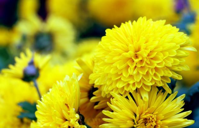 天堂鸟花语，天堂鸟花图片（你知道大自然中这些花的花语吗）