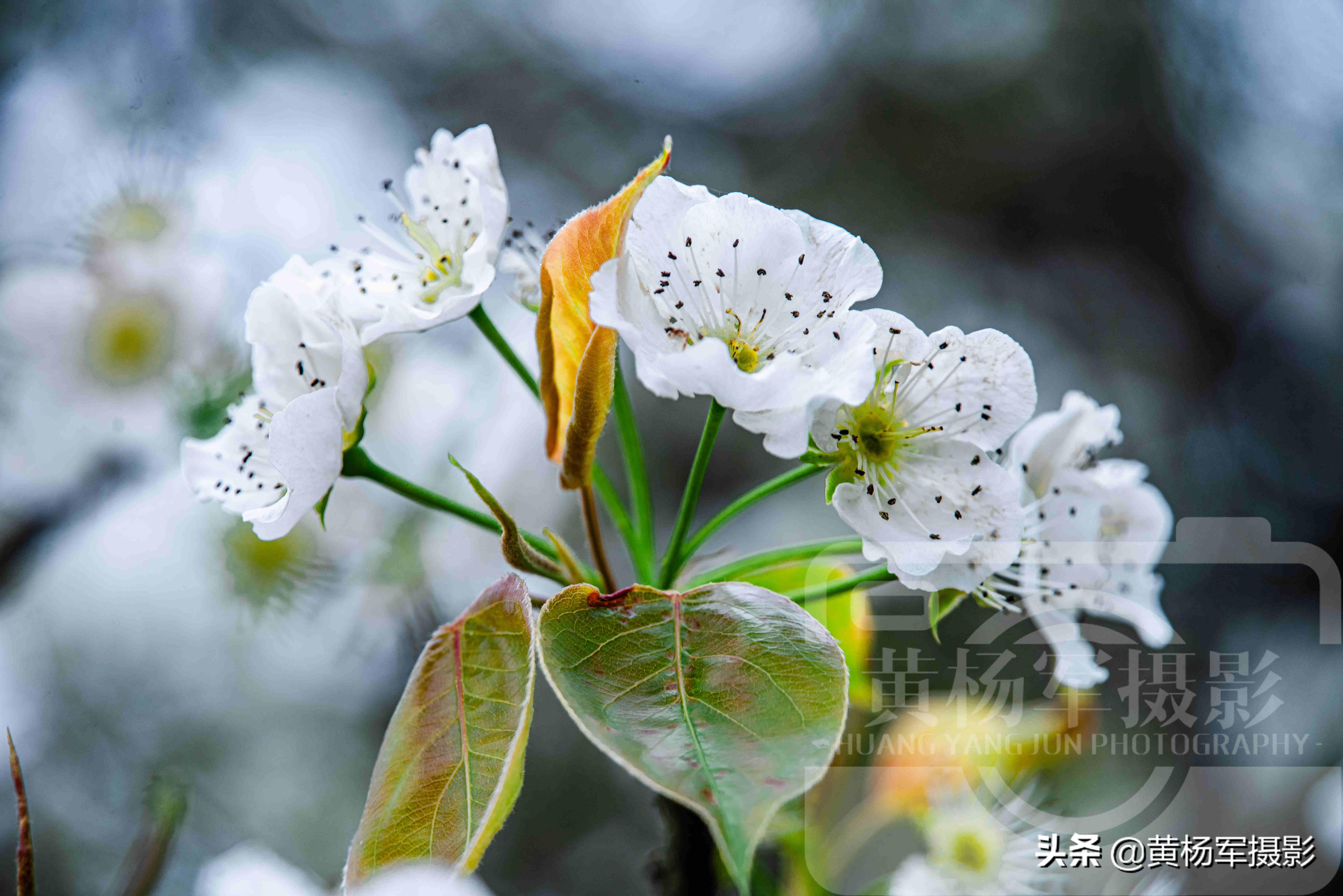 梨花是什么颜色(梨花开的花是什么颜色)插图(4)