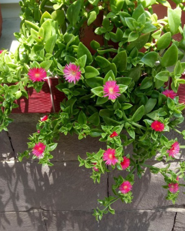 吊兰品种，10种常见“吊兰”（吊兰品种有哪些）