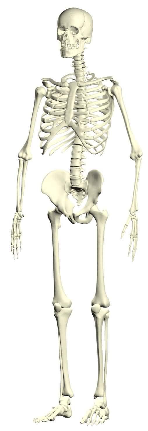 土葬多久会腐烂，土葬棺材里尸骨多少年腐烂（土葬的人从肉体变成白骨的时间大约是多久）