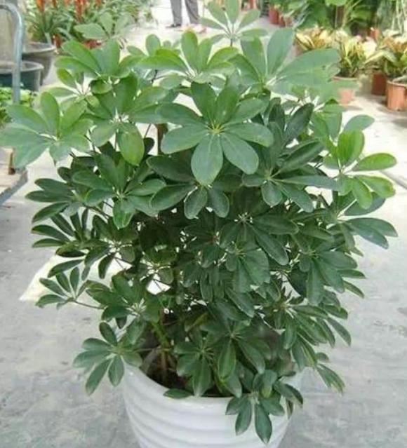 鹅掌木叶子发黄发黑脱落怎么回事，鹅掌木叶子发黄的原因及解决方法（3种“情况”及时解决）