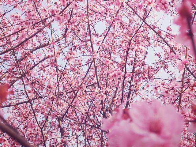 樱花的花语和寓意英语，樱花的花语和寓意英语翻译（樱花的英文是Sakura吗）