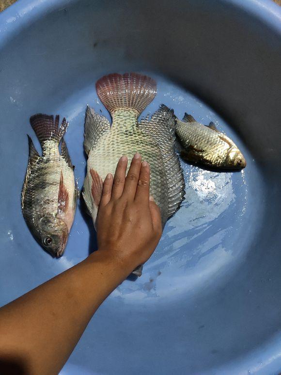 罗非鱼喜欢吃什么饵料（野钓大罗非最佳时机即将到来）