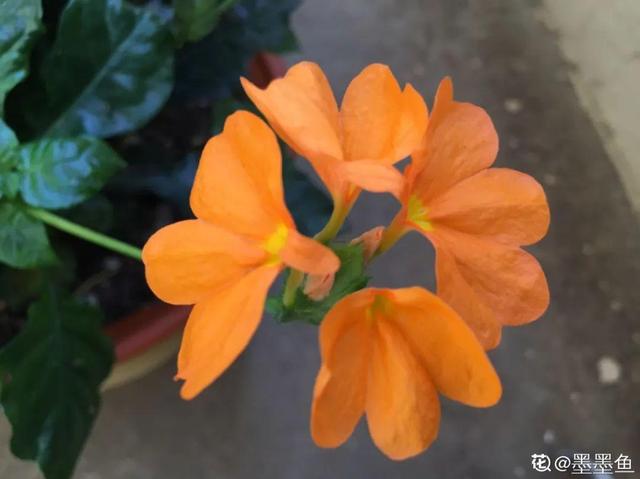 鸟尾花的繁育管理，鸟尾花 花期（30种耐阴花）