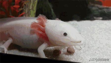 六角恐龙吃什么，六角恐龙鱼能在陆地上生活吗（这种呆萌怪异的六角恐龙见过人不多吧）