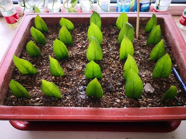 山药豆是什么，山药豆是什么样子的图片（挖出一把“山药豆”）