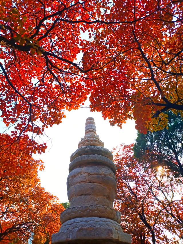 满山红叶似彩霞，阿宝歌曲大全（山东最全赏红叶地图来了）