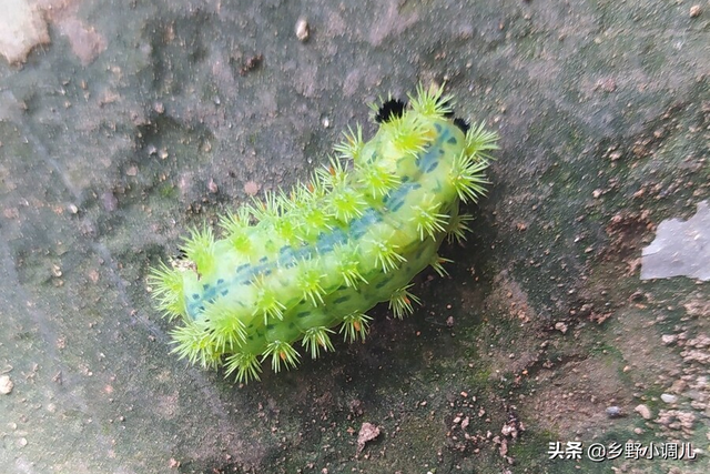 枣树上的虫子,枣树上的虫子打什么药能杀死(枣树上的虫子蛰了怎么办)